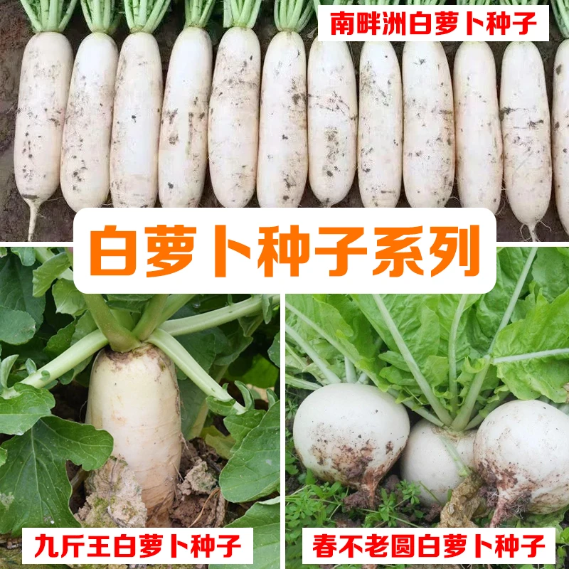 三款白萝卜种组合春不老 九斤王南畔州四季蔬菜种子可种植
