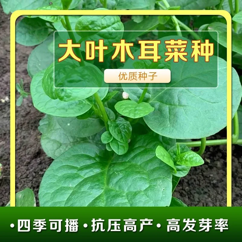 大叶木耳菜种子大叶四季种孑秧苗青菜籽种盆栽蔬菜四季菜种籽新疆