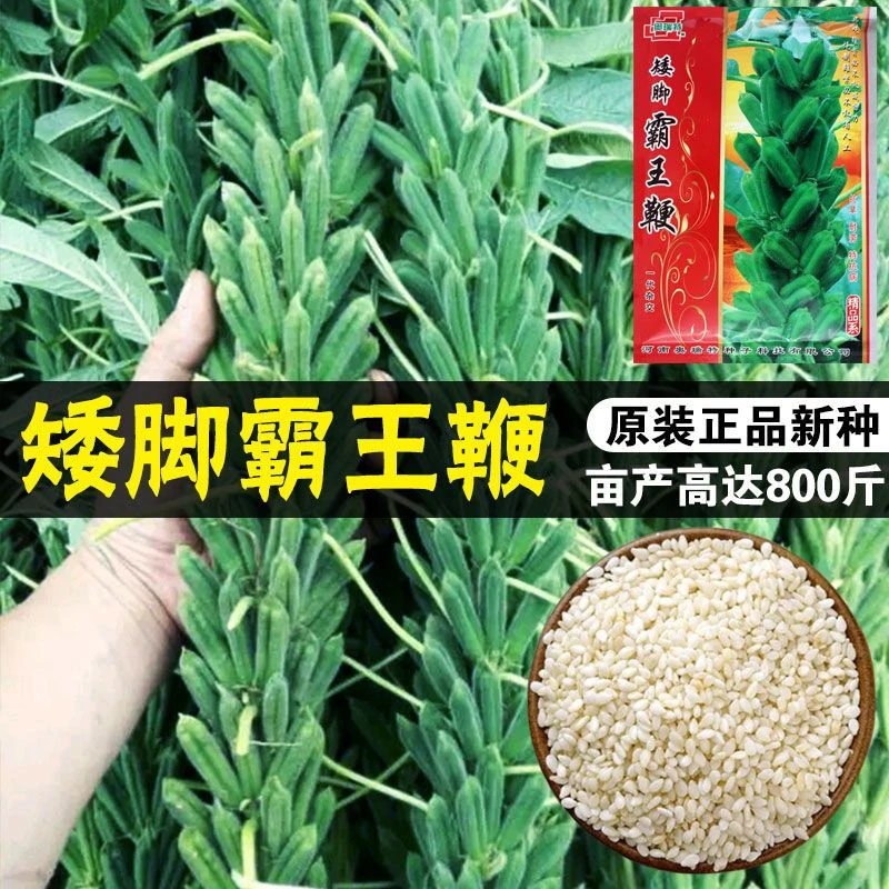 小袋太空巨芝霸王鞭白芝麻种子中早熟榨油专用芝麻籽高产 新疆