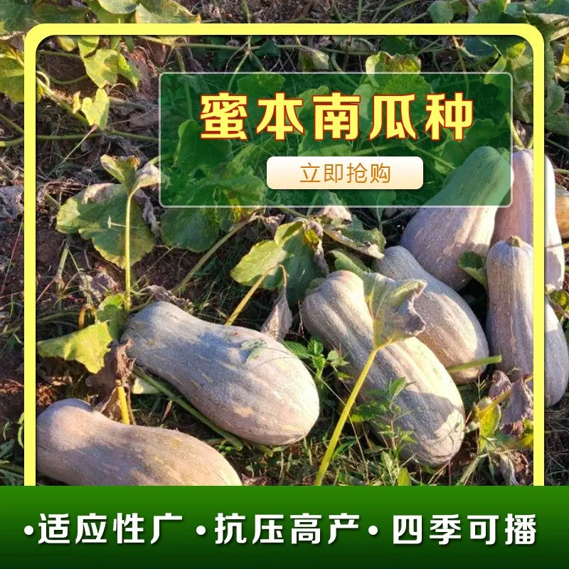 正宗蜜本南瓜农家新鲜现摘南瓜粉糯板栗子味南瓜宝宝辅食非贝贝瓜