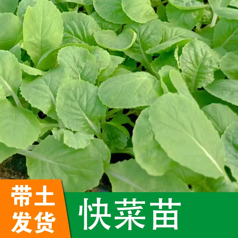 黄心小白菜四季黄白快菜秧苗带土发货阳台庭院楼顶家庭田园白菜苗