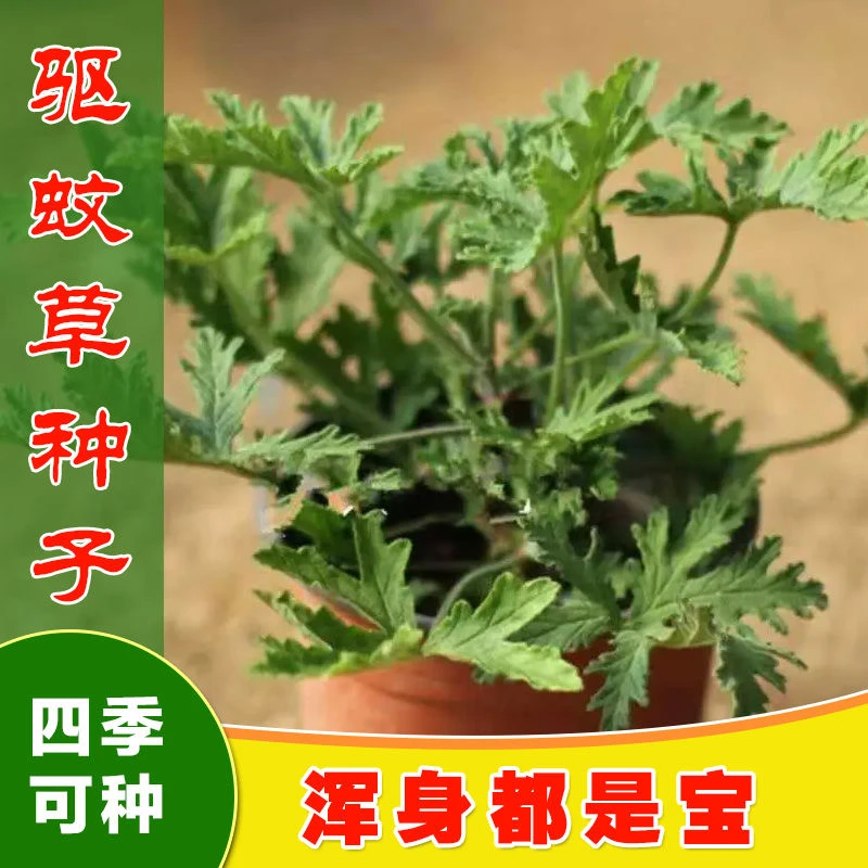 驱蚊草种子盆栽植物室内防蚊子香草薄荷绿植花卉香叶葵新疆