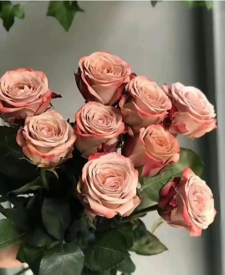 【单头卡布奇诺】玫瑰鲜花 云南基地直发 任意2单冷链包邮送货上门