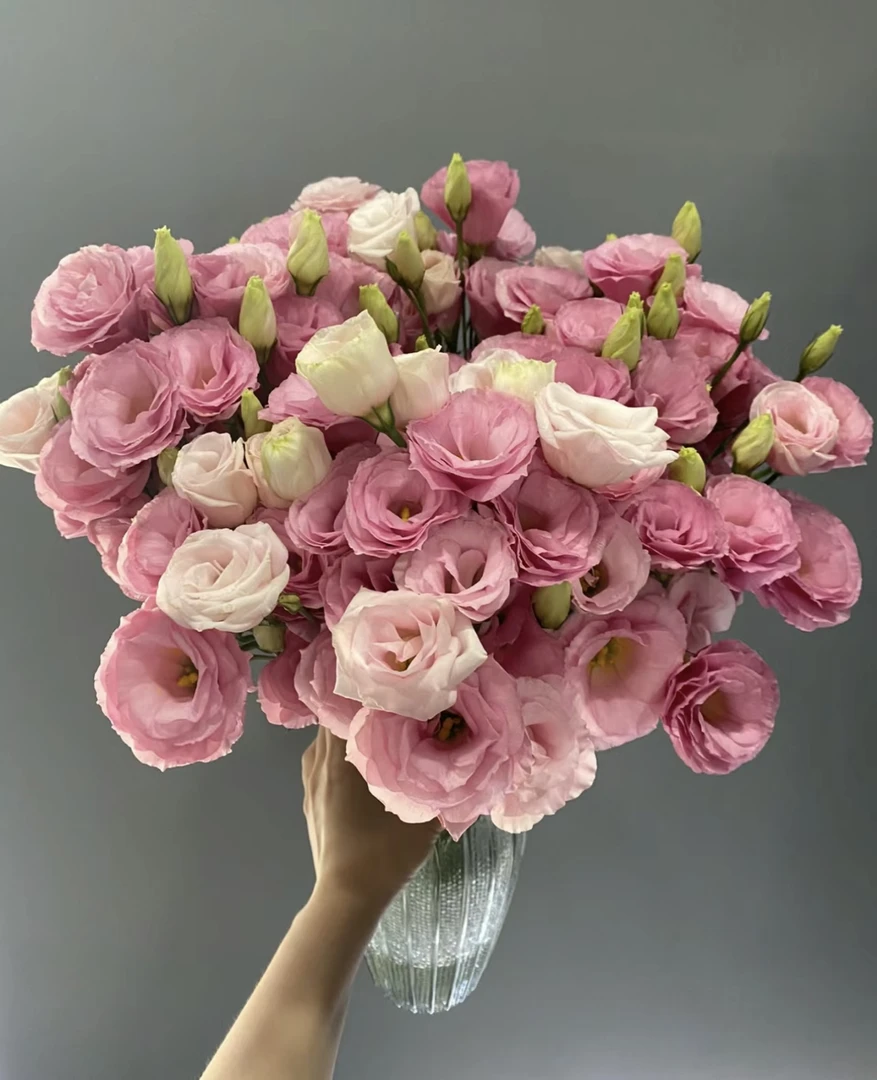 【洋桔梗】水培鲜花 云南基地直发 任意2单冷链包邮送货上门