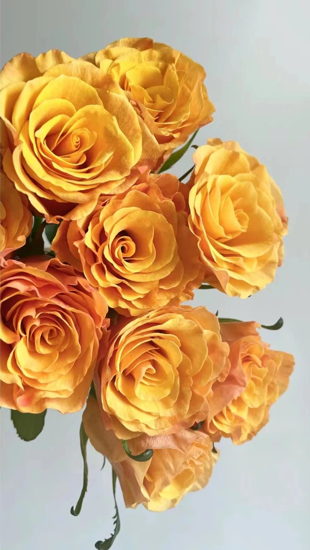 【辉煌】玫瑰鲜花 云南基地直发（运损10%及拒收不售后）