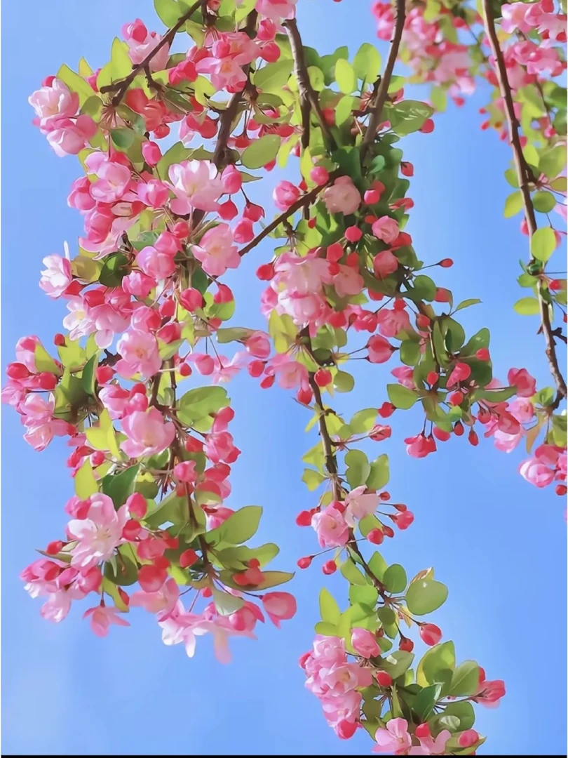 垂丝海棠树苗庭院地栽高杆海棠庭院好养夏季嫁接绿化小苗栽植