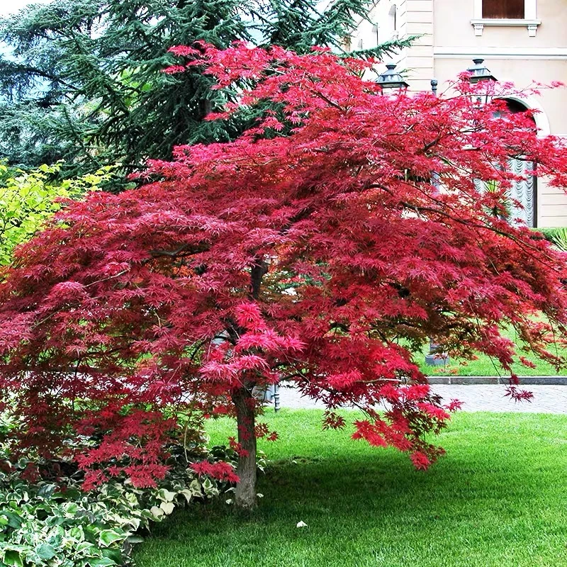 三季红红枫 庭院 地载 别墅院子种植栽植绿化夏季枫树嫁接小苗