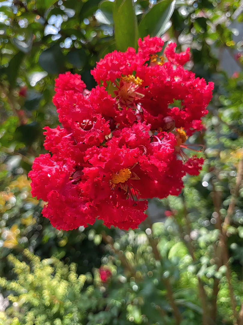丛林红火箭紫薇耐寒别墅庭院风景树紫薇树苗盆栽植物紫薇花红花