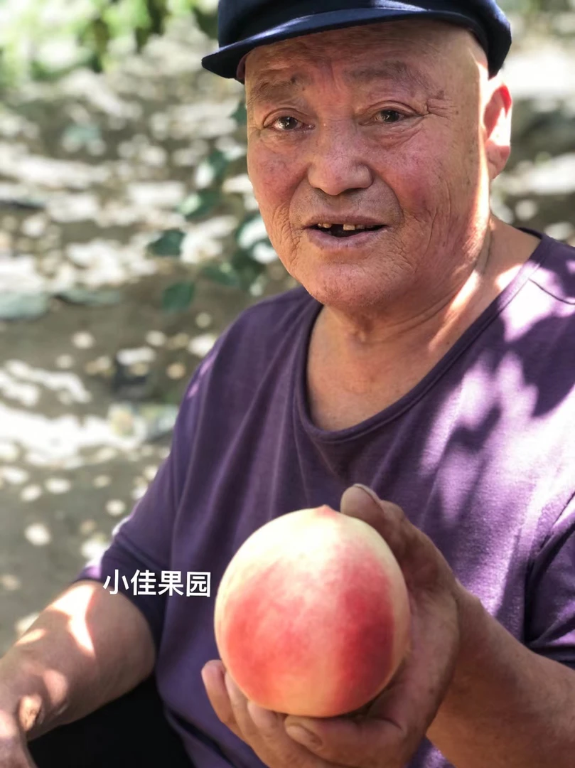 【顺丰空运】正宗秦安北京七号水蜜桃5-10斤