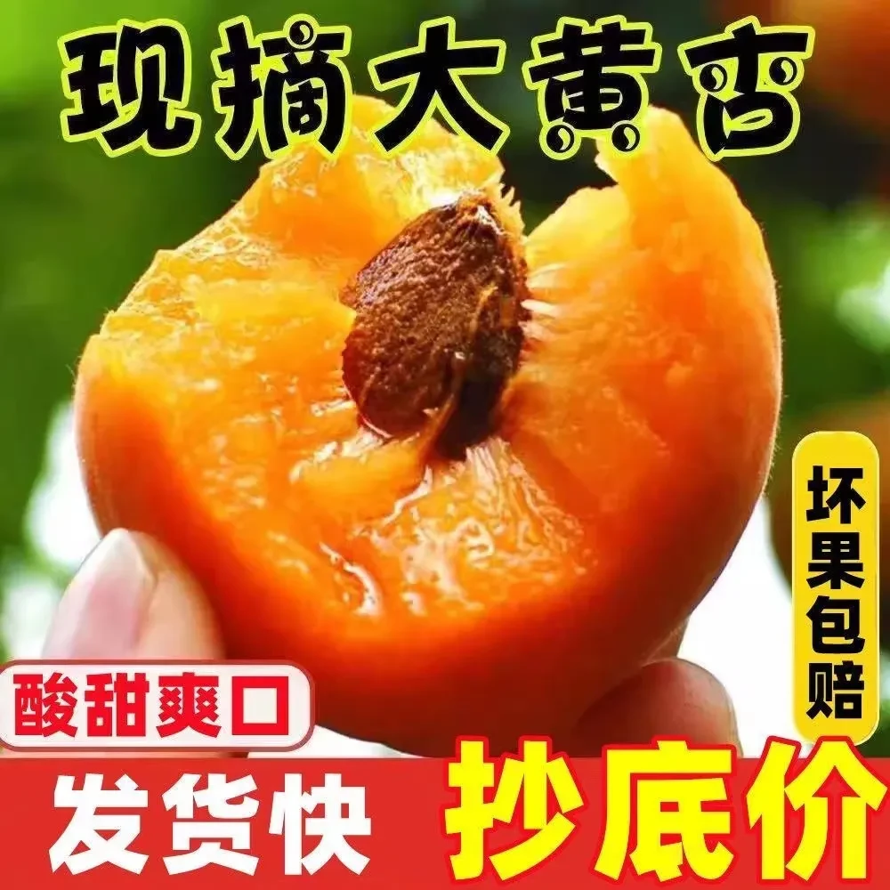 山西运城大黄杏新鲜水果应季当季时令现摘现发孕妇水果酸甜5斤
