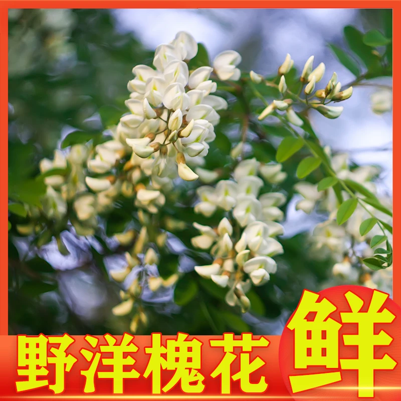 【顺丰包邮】2025新鲜洋槐花现摘现发槐花 槐花骨朵4斤