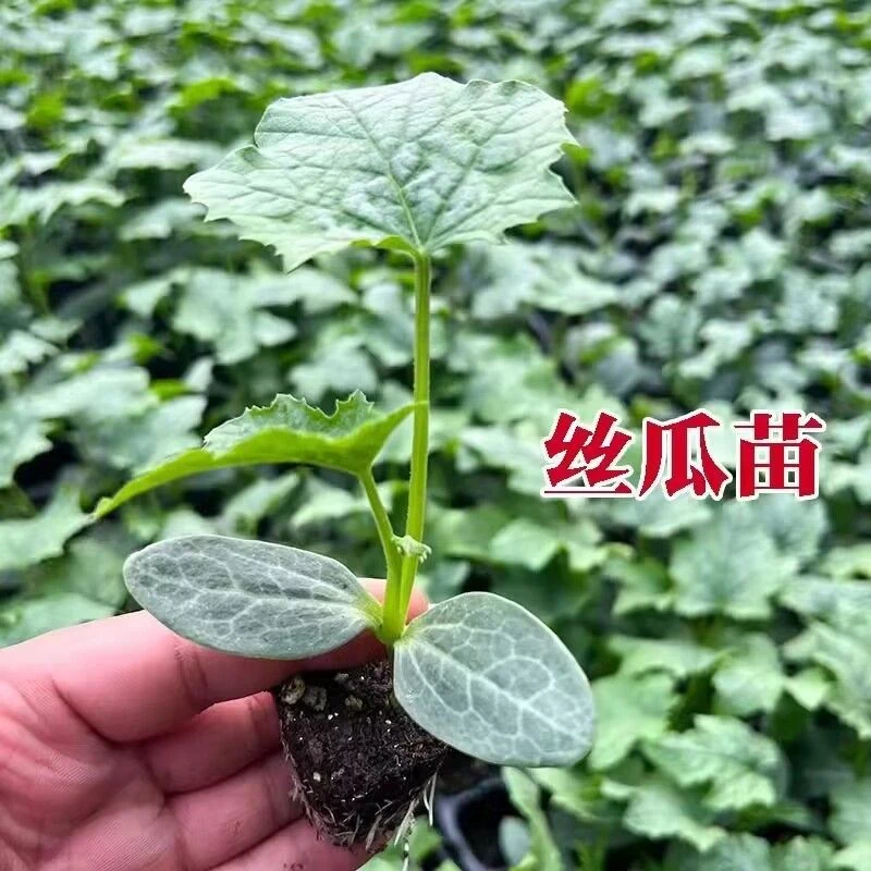 丝瓜苗早熟苗秧长香丝瓜苗阳台庭院盆栽阳台露地丝瓜苗牛奶丝瓜苗