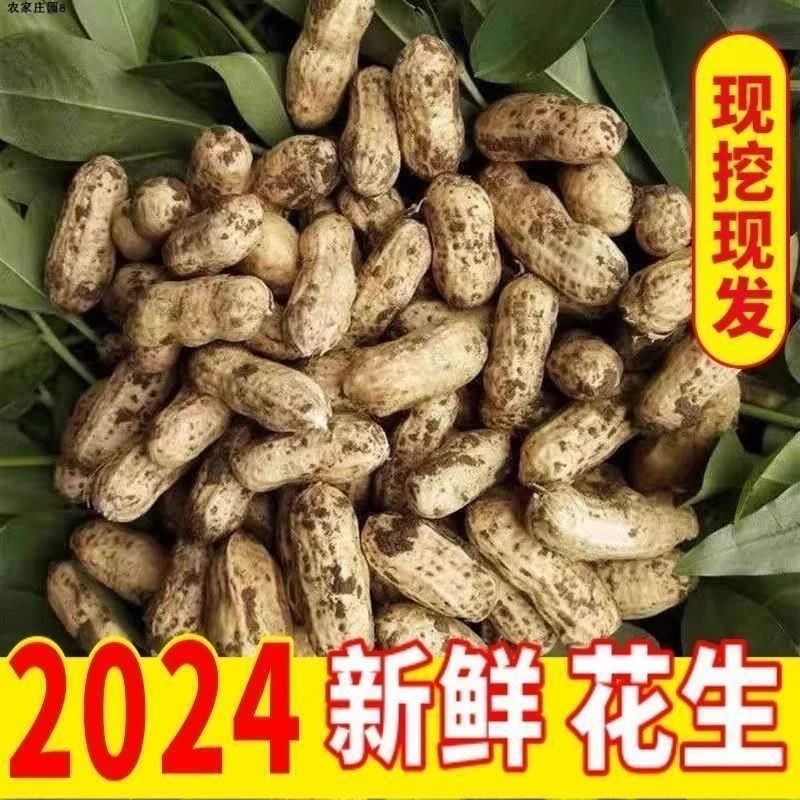 2024新鲜花生现挖现发粉皮当季带壳带皮批发农家自种红皮湿花生