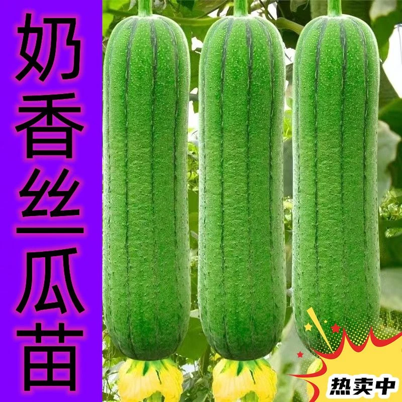 【挂满藤】丝瓜秧苗肉丝瓜苗蔬菜苗四季青皮嫩肉长香丝瓜棱丝瓜苗