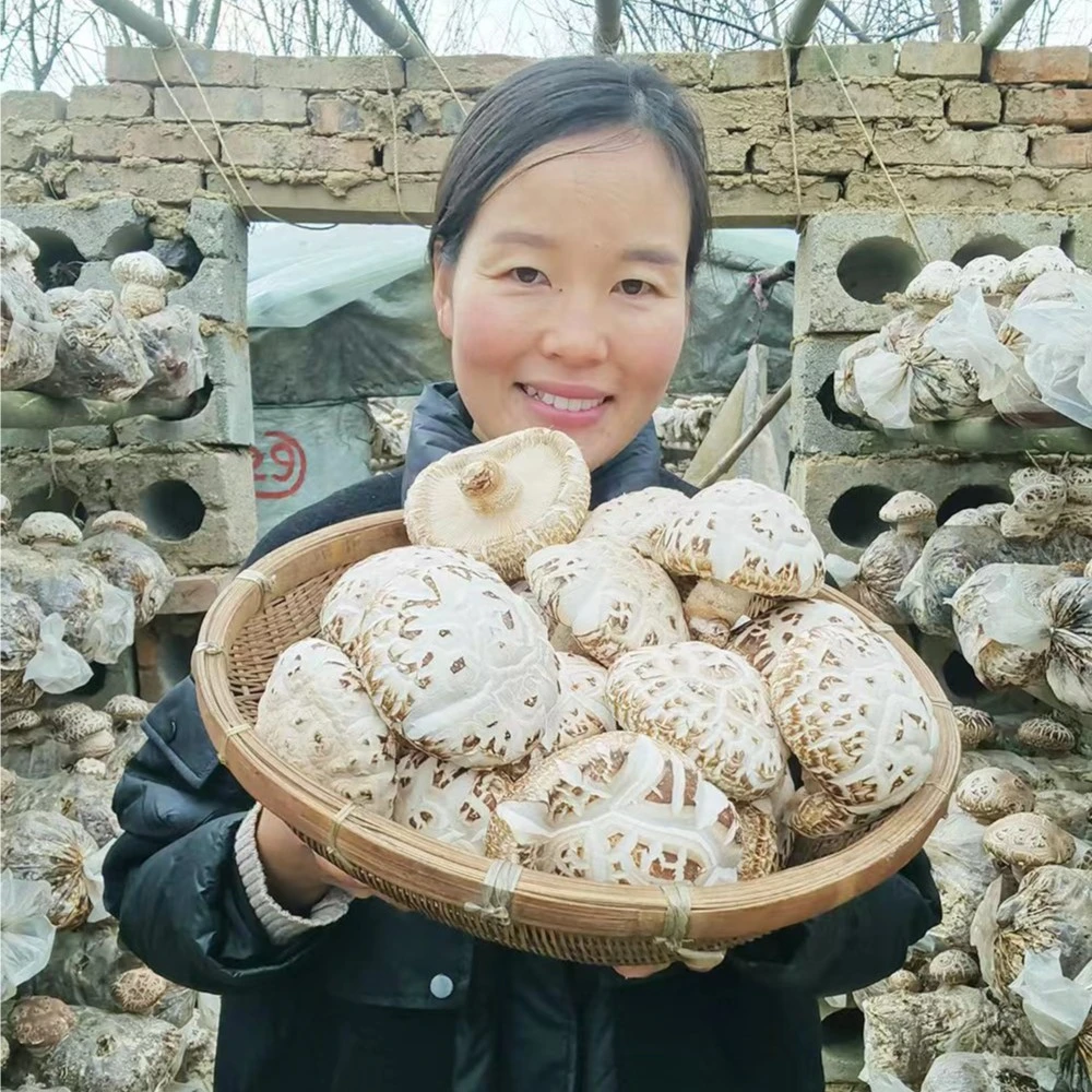 河南泌阳特产新鲜大花菇 现摘现发 新鲜花菇 天白花菇 大蘑菇香菇