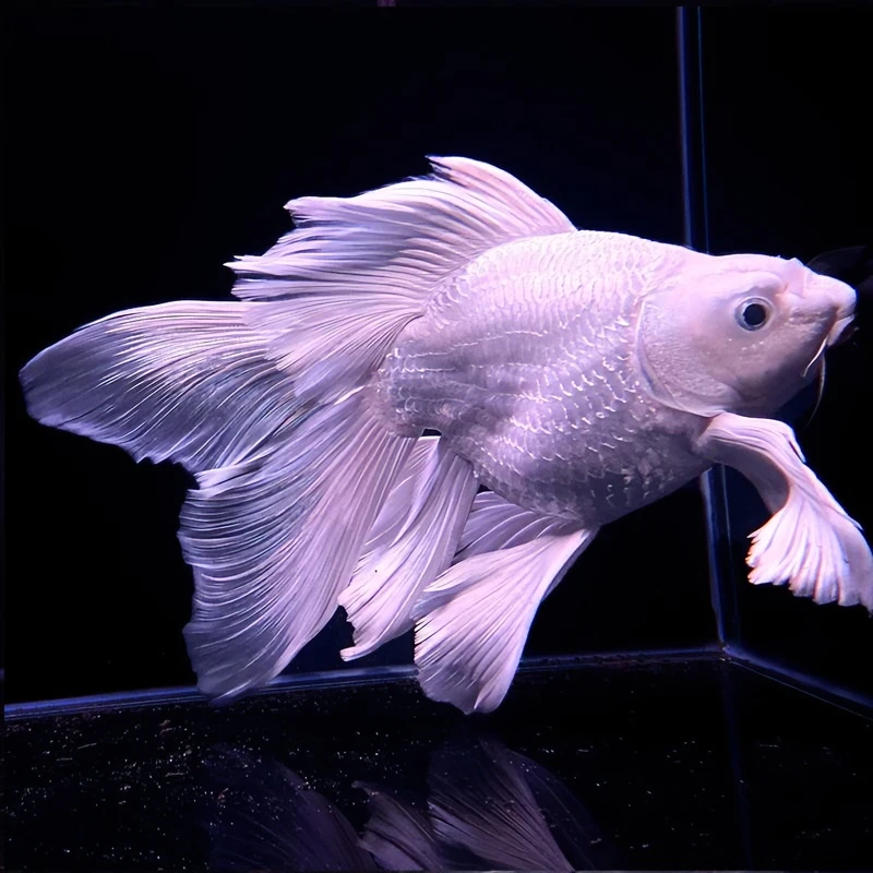 台湾贵妃蝴蝶鲤养殖活体包邮包活