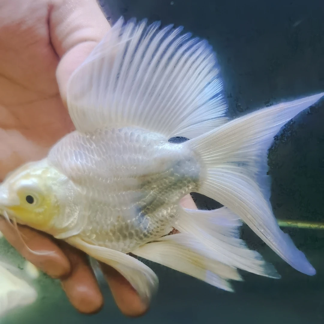 精品贵妃蝴蝶鲤鱼球体