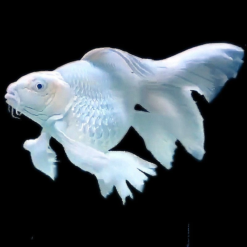 赛级精品贵妃蝴蝶鲤鱼短身