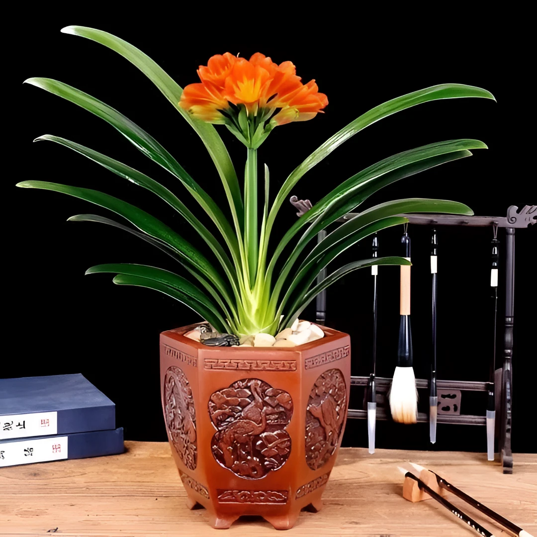 君子兰基地盆栽室内养护绿植施肥培养活根系发达种植植株光照开花