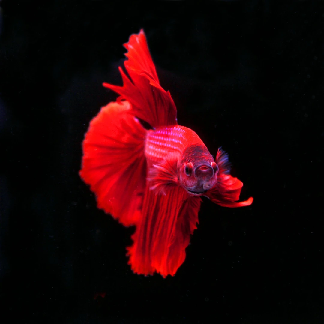 网红泰国斗鱼直播选鱼半月将军观赏鱼婚纱鱼新手好养【201-280】