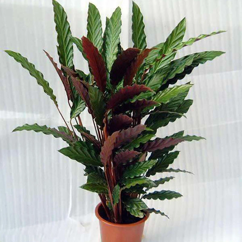 紫背波浪竹芋盆栽植物室内客厅（不含盆）