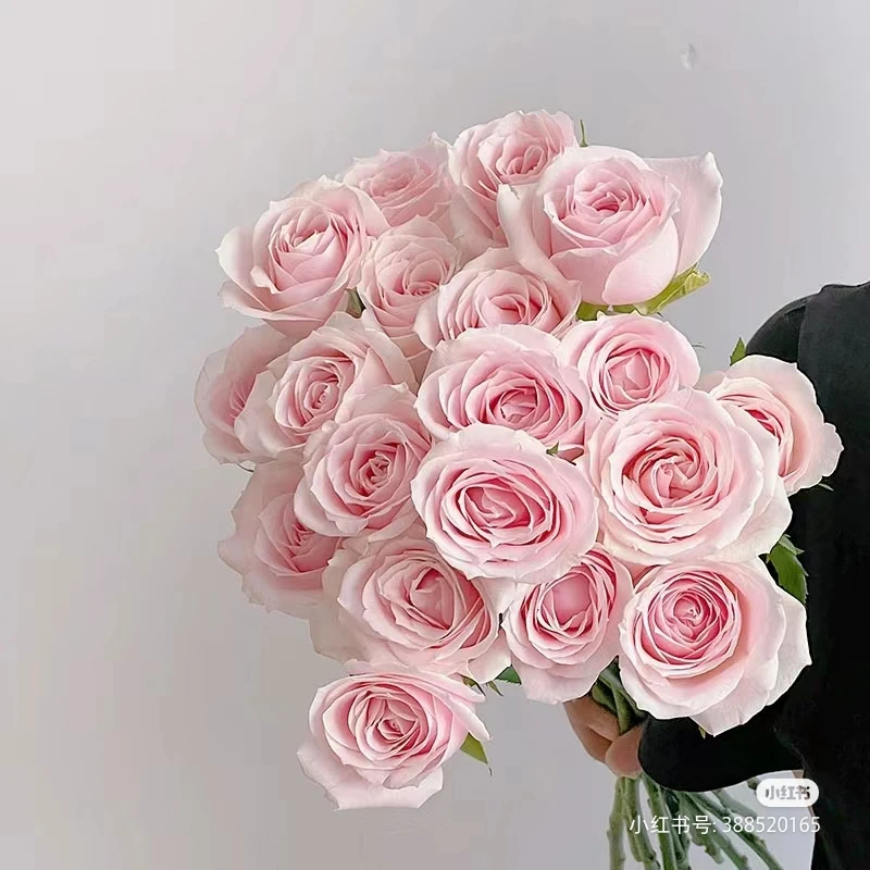 【粉红雪山玫瑰】高等级玫瑰/全场1单送货上门（2单升级顺丰包邮）