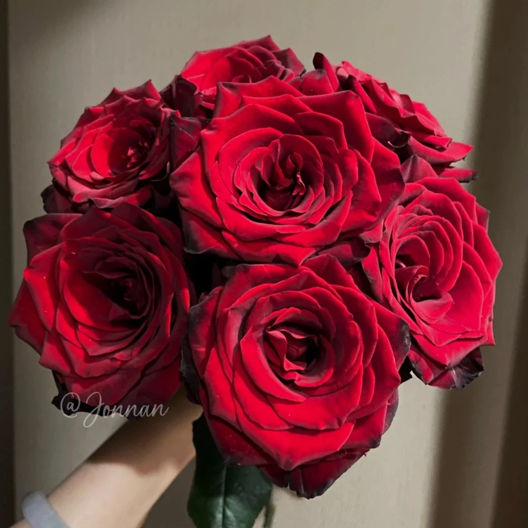 【探险家玫瑰】高等级玫瑰/全场1单送货上门（2单升级顺丰包邮）