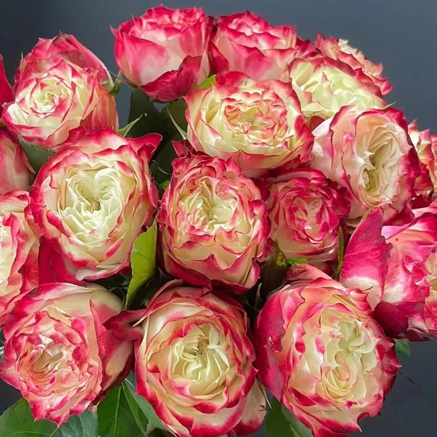 【苹果杰克玫瑰】高等级玫瑰/全场1单送货上门（2单升级顺丰包邮）