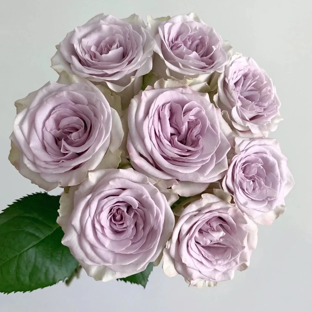 【海洋之心玫瑰】高等级玫瑰/全场1单送货上门（2单升级顺丰包邮）