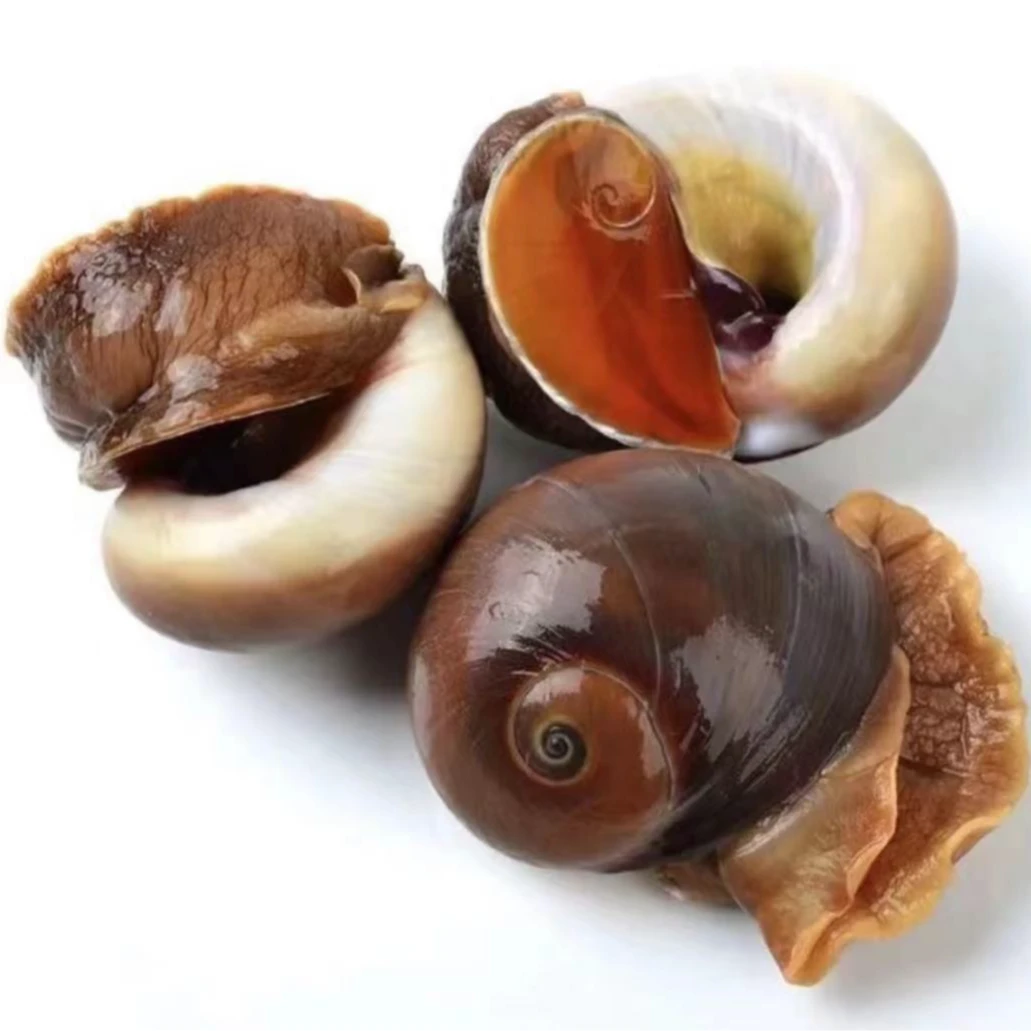 连云港发货 猫眼螺 6-10个左右/斤 （鲜活发货不包活介意慎拍）