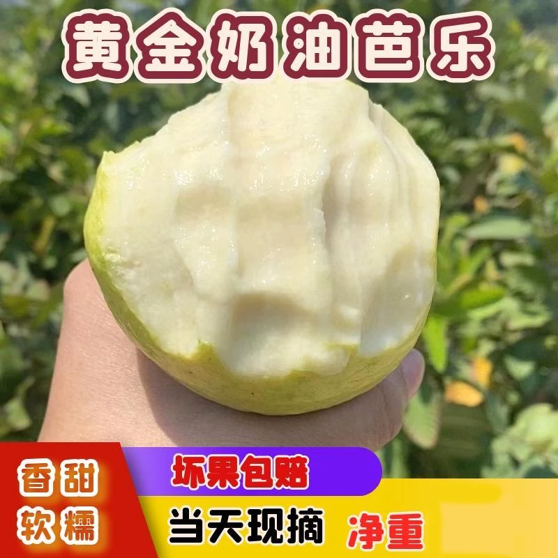 【奶油芭乐】广西白心芭乐新鲜水果冰淇淋奶油软番石榴净重/3/5斤