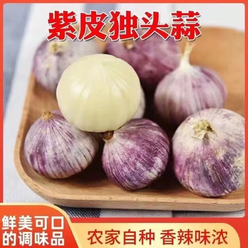 【云南大理独头蒜】鲜挖独头蒜新鲜大蒜湿蒜大头蒜独蒜头1/2/3/5