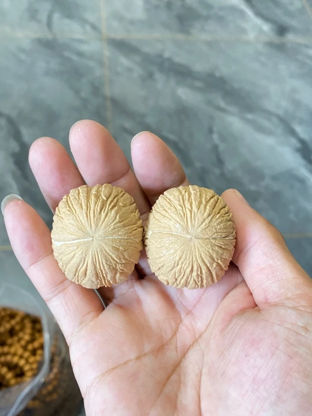 【猎·核】猴头核桃对手捻