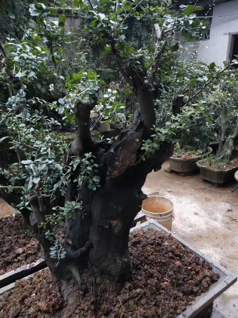 金弹子盆景农资绿植