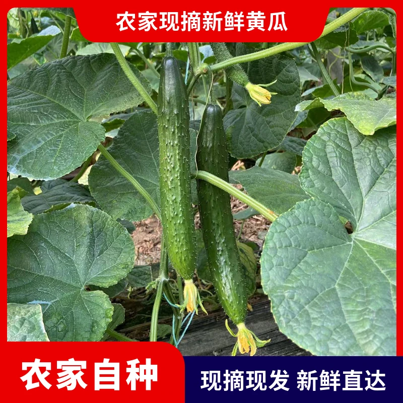 山东新鲜黄瓜农家自种现摘生吃长条带刺水果黄瓜当季蔬菜批发多汁