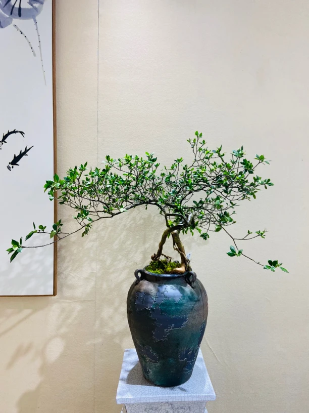 海岛栀子花（千寻海岛精品）