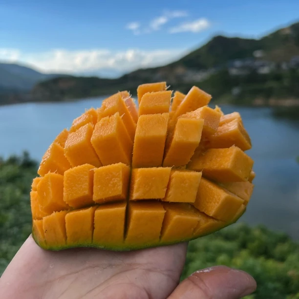 【主播专属】攀枝花凯特芒果净重5斤/8斤大脸芒青芒催熟食用
