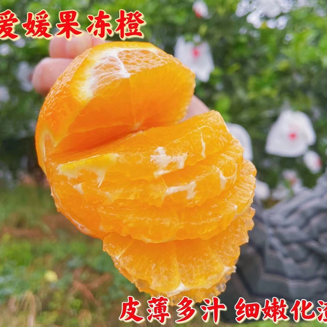四川爱媛38号爱媛果冻橙4.5斤新鲜水果酸甜多汁
