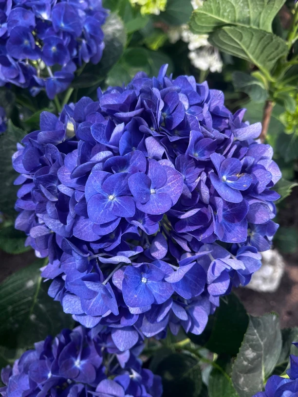 吉普绣球花，阳台庭院地栽盆栽