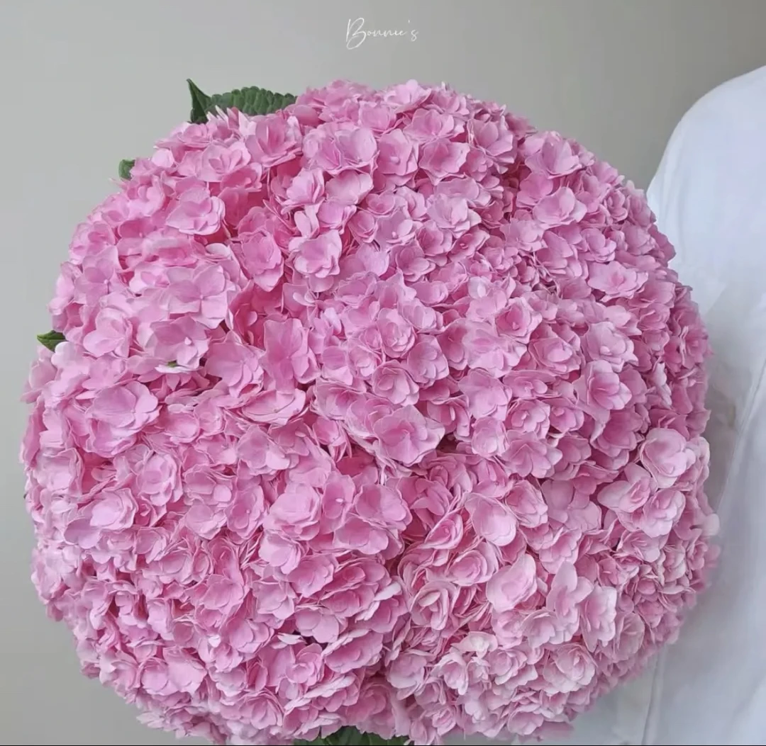 青春重瓣大花绣球耐晒耐寒庭院盆栽