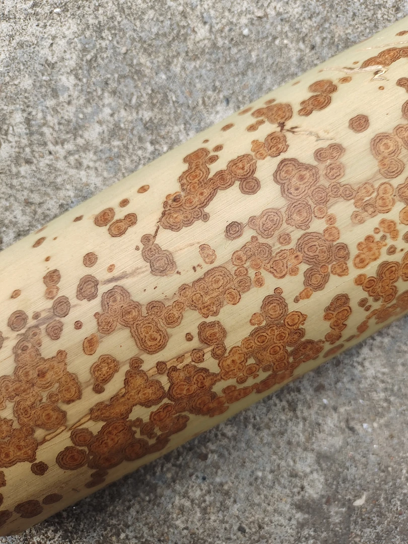 文玩折扇云妃扇料