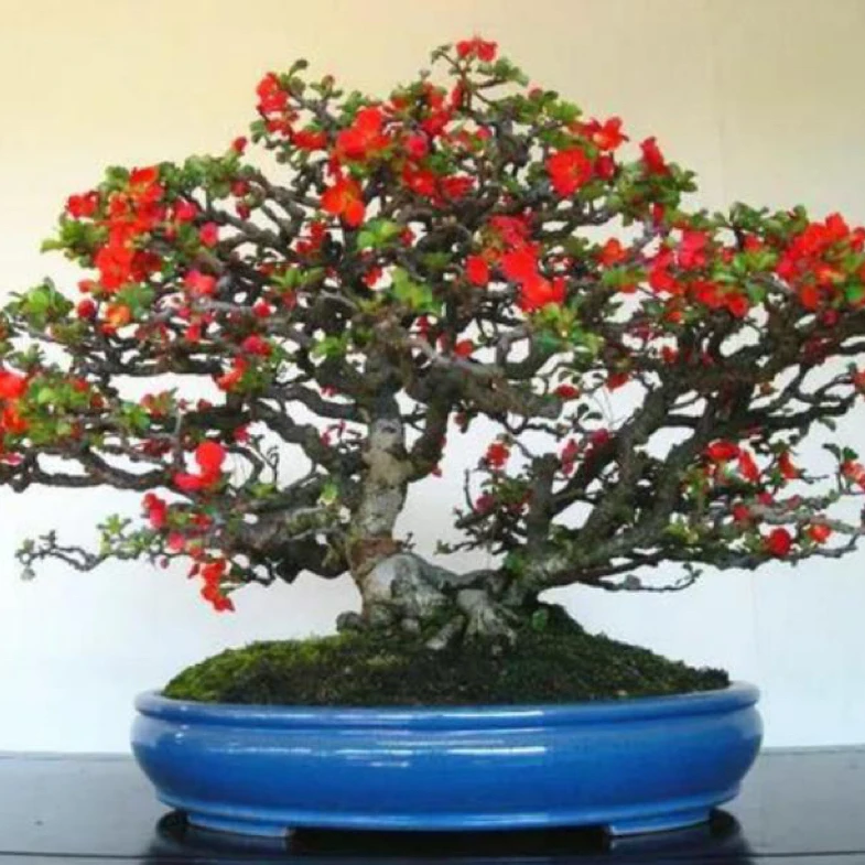 长寿梅盆景素材【直播一物一拍】