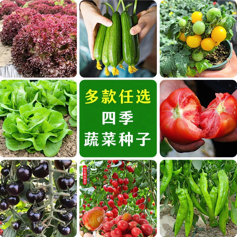 【现货现发】四季蔬菜种子樱桃番茄辣椒黄瓜樱桃萝卜小香葱紫生菜