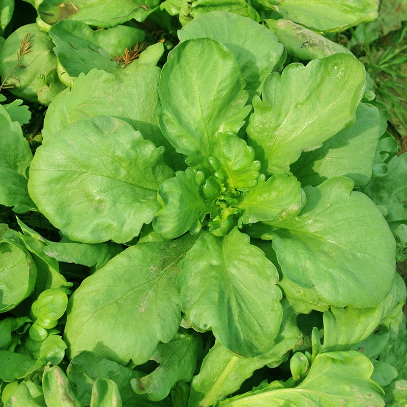 大叶茼蒿种子皇帝菜种籽四季阳台盆栽农家蔬菜孑