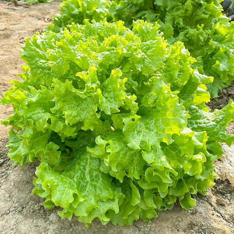 【大速生菜种子】大速生生菜种子汉堡生菜种籽农家蔬菜孑