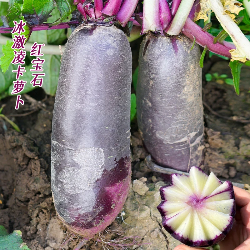 红宝石冰激凌萝卜种子春秋萝卜种籽脆甜水果萝卜种孑
