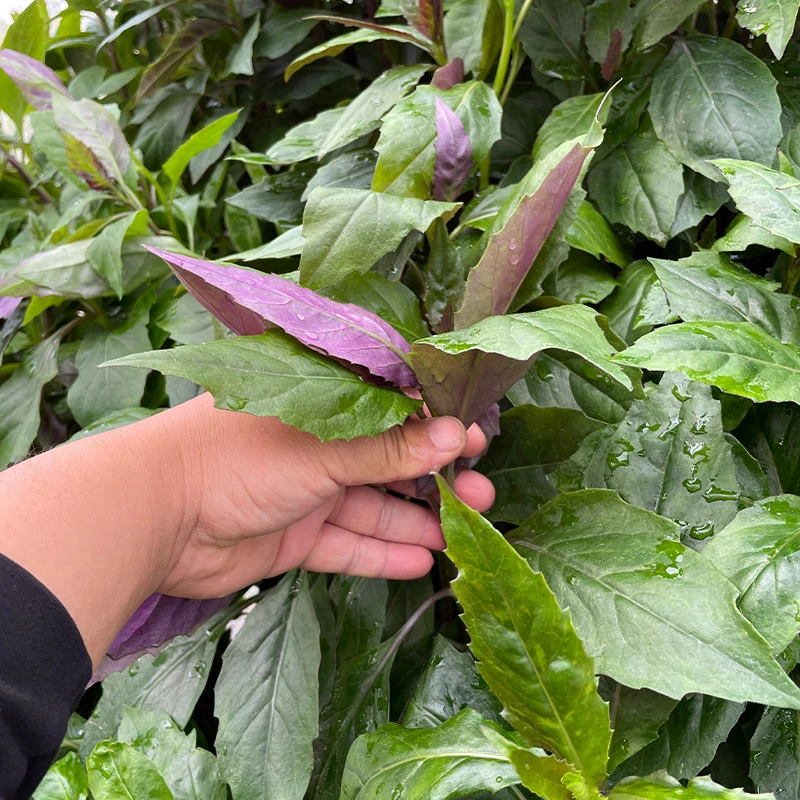 紫背天葵种子紫背菜四季农家蔬菜菜种孑