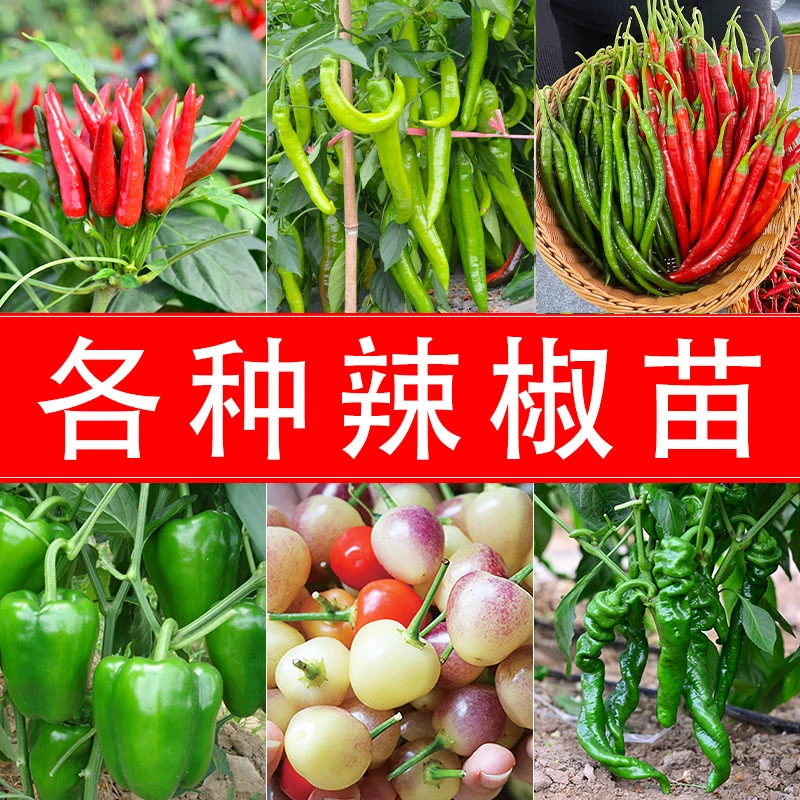 辣椒苗螺丝椒苗春季夏季蔬菜苗菜园盆栽彩椒苗新手种植简单易成活