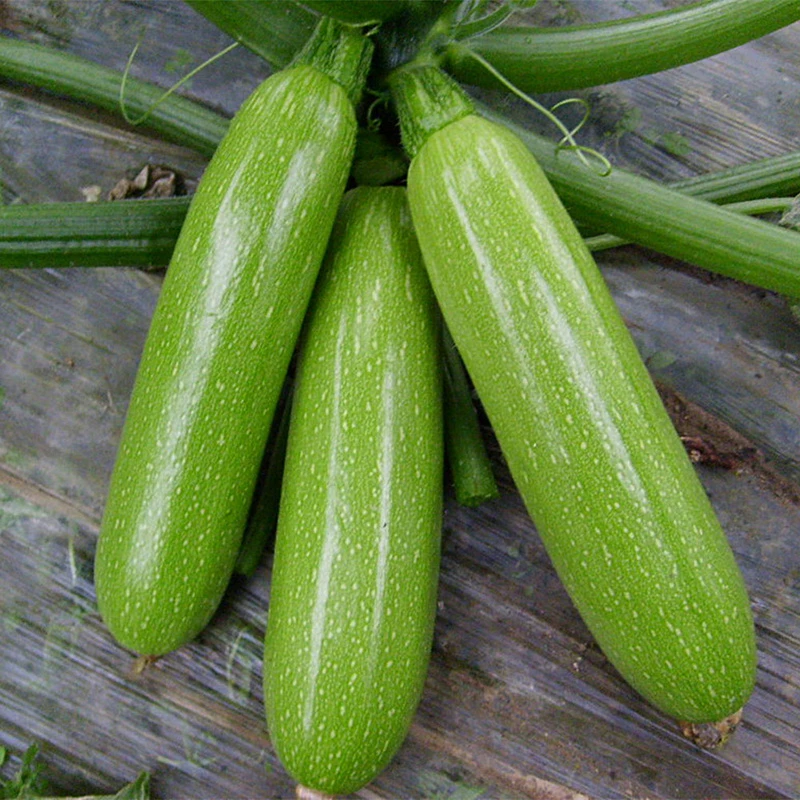 寒盛西葫芦种子四季阳台盆栽农家蔬菜孑