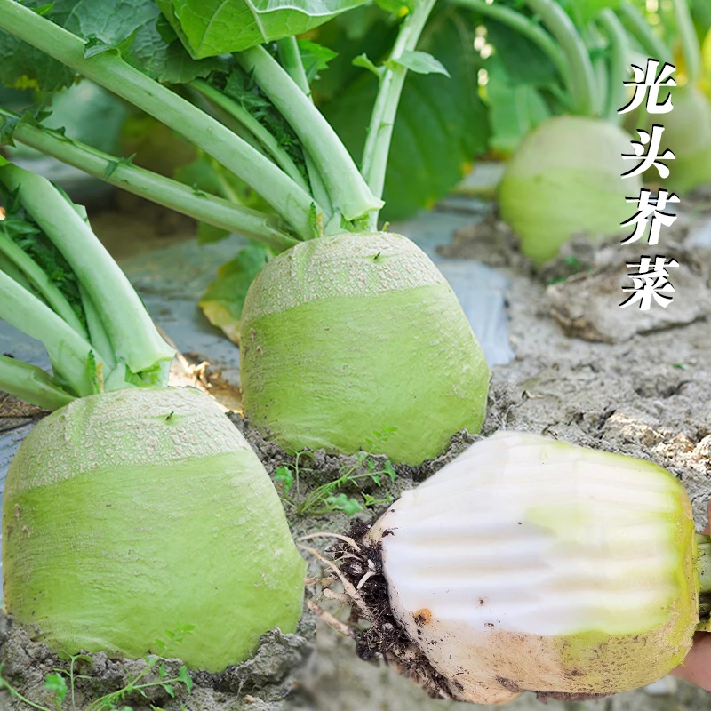 光头芥菜种子四季阳台盆栽农家蔬菜孑简单春季